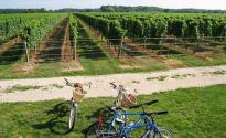 New York Day Trip: The wine country of North Fork, Long Island