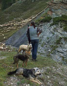 Shepherd in the French Alps