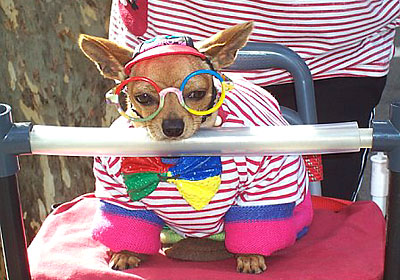 Give that dog a caption!