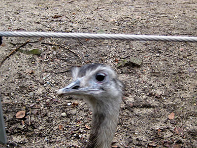 Amsterdam ostrich