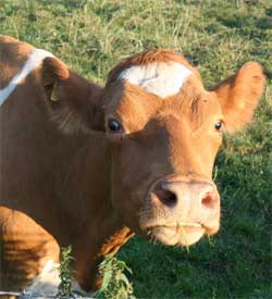 Admiring a cow from a safe distance.