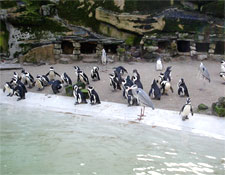 The penguin section of the Artis Zoo. Photo by Marco Raaphorst.