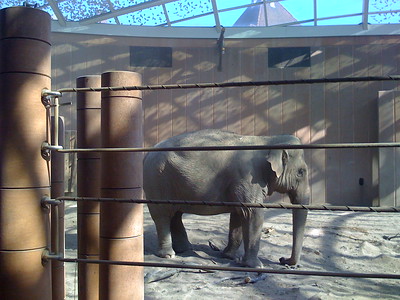 enclosed elephant at zoo