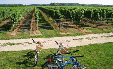 Vineyards, North Fork, Long Island