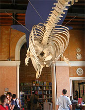 The Museum of Natural History in Venice