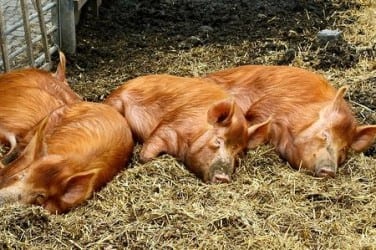 Hackney City farm pigs