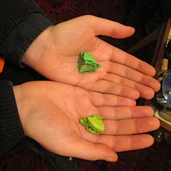 Best macarons in Paris