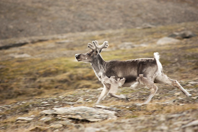 reindeer running in the Arctic
