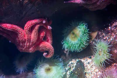 Sea Life Aquarium London