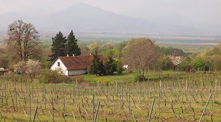 Slovakia Tokaj region