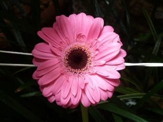 Temps de Flors in Girona, Catalonia, Spain. Photo by Regina W Bryan. 