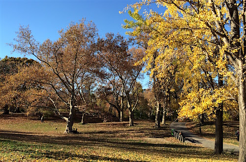 Fall in Central Park