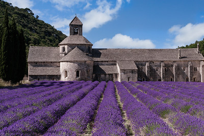 lavender in front of large ancient building