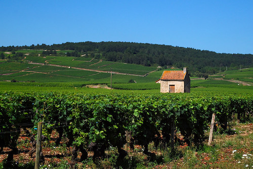 Burgundy Vineyard