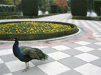 Peacocks in the Jardines de Cecilo Rodriguez