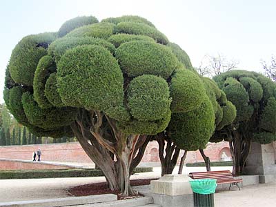 rounded trees in Retiro Park, Madrid