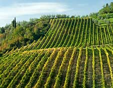 Agriturismo Farm Stays - Florence, Italy