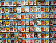 Getting Into Amsterdam - Amsterdam, Netherlands