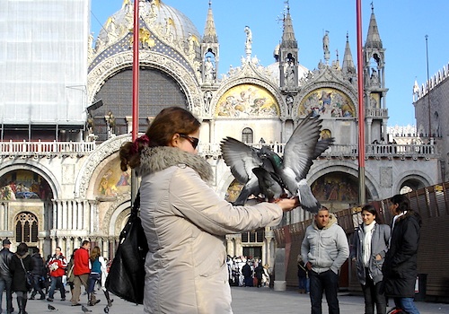 San Marco Venice birds