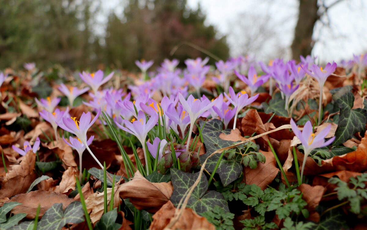 Szelestei Arborétum krókusz
