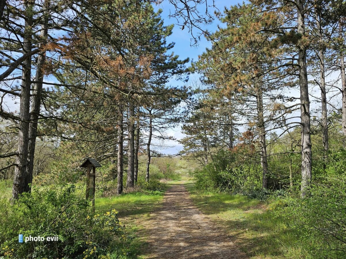 Soroksári Botanikus Kert